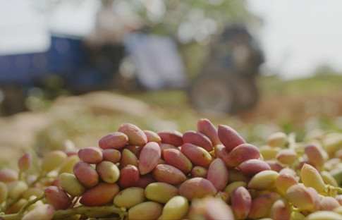 Tiryaki Agro, fıstık tesisinin kapasitesini iki katından fazla artırıyor