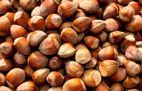 Gerçek rekolte fındık çuvala girince çıkacak