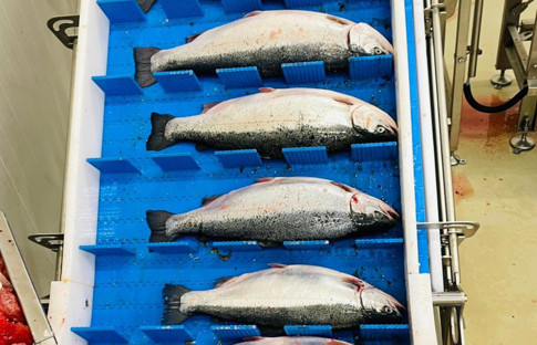 Seanop, marine Hamsi ve Lakerda ile pazara hazırlanıyor