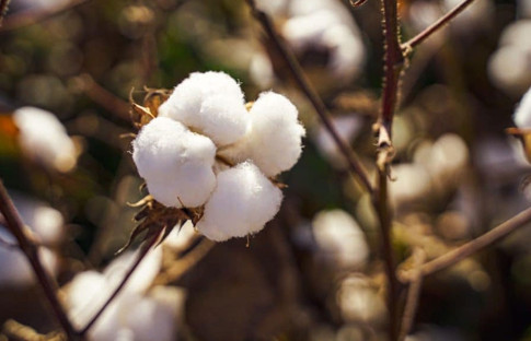 Türkiye, ürettiğinden daha fazla pamuk ithal ediyor