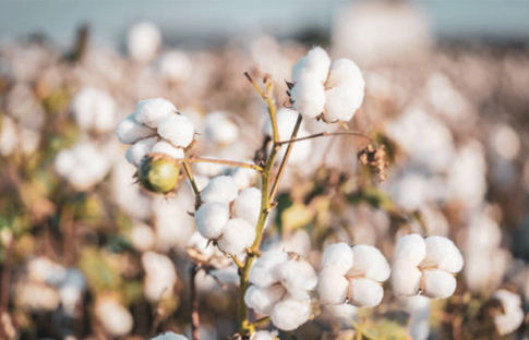 UPK Başkanı Çondur: “Pamukta girdi maliyetlerinin yüksekliği üretimden vazgeçme riskini artırıyor”