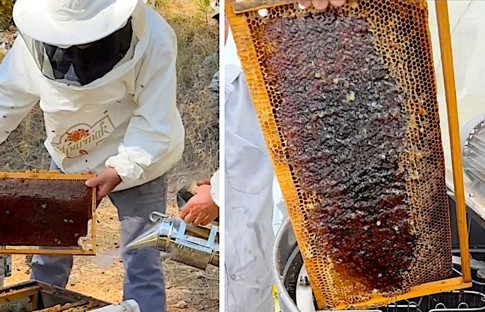 Arının kanadından soframıza çam balının izinde