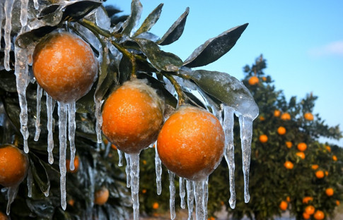 Üreticilere 717 milyon lira don zararı ödemesi yapılıyor