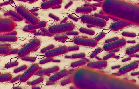 E. Coli bakterisi taşıyan et ürünleri idrar yolu enfeksiyonlarına neden oluyor