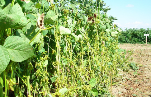 Soya fasulyesi fiyatları 17 ayın zirvesinde!