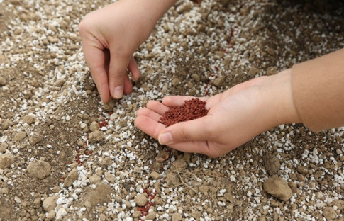 Konya Şeker, pancar testlerinde dünya liginde