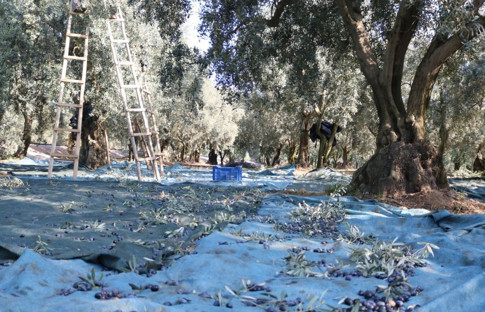 Marmarabirlik, ürün alım fiyatlarını açıkladı
