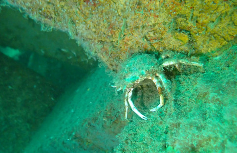 Marmara Adaları Yapay Resif Projesi, tür çeşitliliğini yüzde 21 artırdı