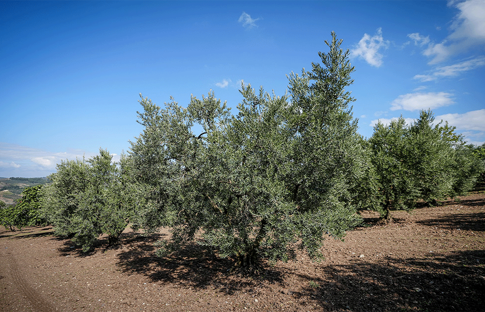 Tarımda su krizi: Verim ve kalite tehlikede