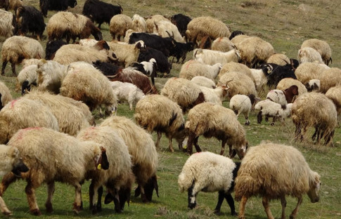 Yunanistan'da çiçek hastalığı alarmı: Yüz binlerce koyun ve keçi itlaf edildi