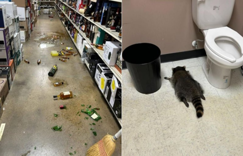 İçkiyi fazla kaçırdı: Sarhoş rakun ortalığı birbirine kattı, tuvalette sızıp kaldı