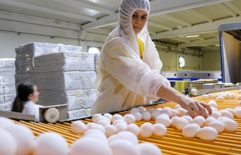 Kuş gribi Avrupa’yı Türkiye’ye yöneltti: Yumurta ihracatı 240 milyon doları aştı