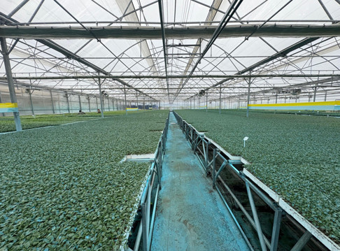 Kadınlar kooperatifle toprağa döndü, kırsalda katma değer yarattı - Resim : 1