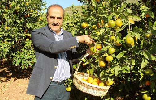 Ege Bölgesi narenciye rekoltesinin yüzde 53’ü Muğla'dan - Resim : 1