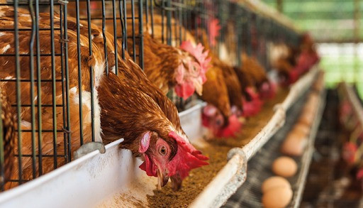 Türkiye'den tavuk ve yumurta ithalatına bir ülke daha yasak getirdi! - Resim : 2