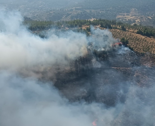 Çanakkale yangınlarının faturası: 118 yangında 7 bin hektar orman yok oldu - Resim : 1