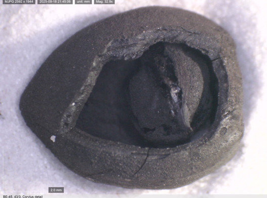 Tavşanlı ve Çatalhöyük’te tarihi keşif! Binlerce yıllık nohut ve ekmek kalıntısı bulundu - Resim : 3