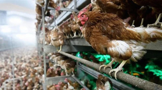 Türkiye'den tavuk ve yumurta ithalatına bir ülke daha yasak getirdi! - Resim : 1