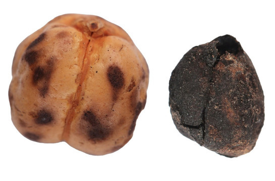 Tavşanlı ve Çatalhöyük’te tarihi keşif! Binlerce yıllık nohut ve ekmek kalıntısı bulundu - Resim : 2