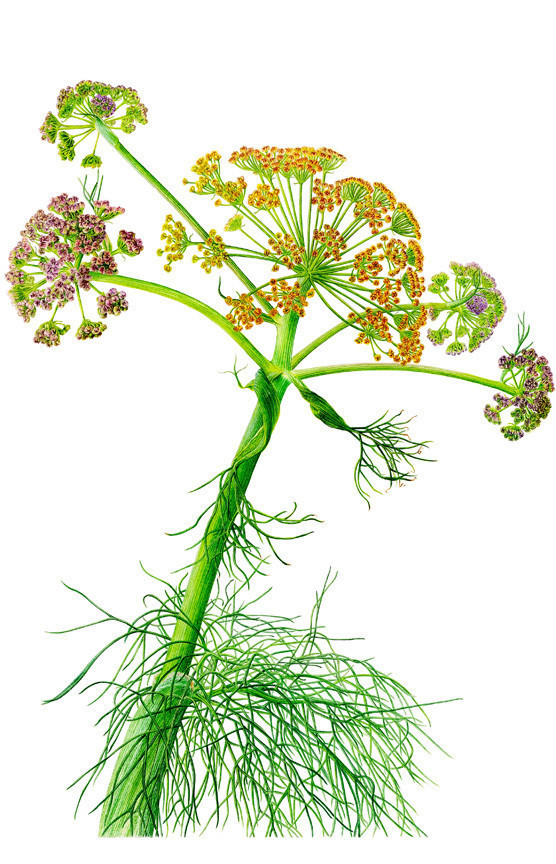 Anadolu’nun bitki mirası Salt Beyoğlu’nda hayat buluyor - Resim : 2