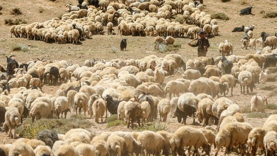 'Yeni yılda küçükbaş hayvancılığa verilen destekler artırılmalı'