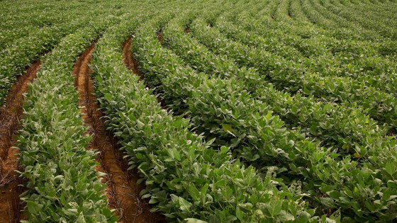 Soya fasulyesi fiyatları zirveden düştü, buğday hafif yükseldi