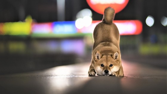 Köpek ırkı coin'lerdeki tehlike