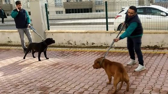 4 yaşındaki çocuğa pitbull saldırısı: 6 kişi gözaltında