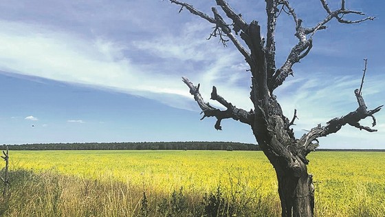 İklim krizi ve yaşlı nüfus Almanya tarımını tehdit ediyor