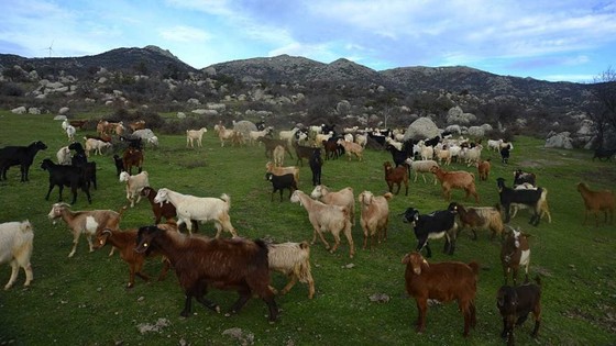 Kurak sezon, hayvancılığa darbe vurdu