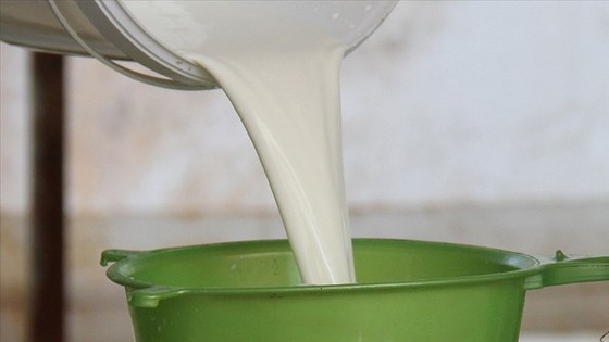 Toplanan inek sütü miktarı yıllık yüzde 4,4 arttı