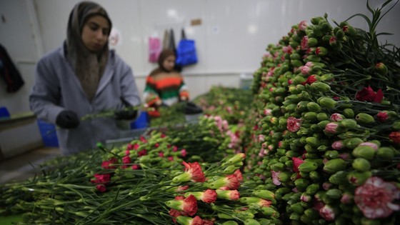 Çiçek sektöründen 180 milyon dolarlık ihracat hedefi