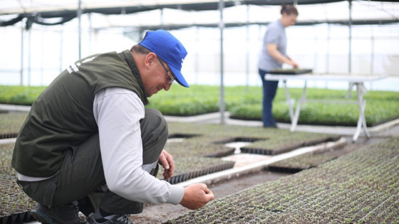 Aydın’da ata tohumdan fide kapasitesi 10 milyona çıkacak