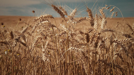 Gıdada dev bir pazar doğuyor