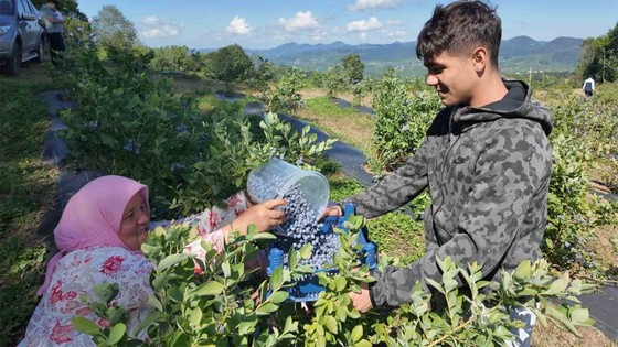 Mavi yemiş üreticilerin yüzünü güldürdü