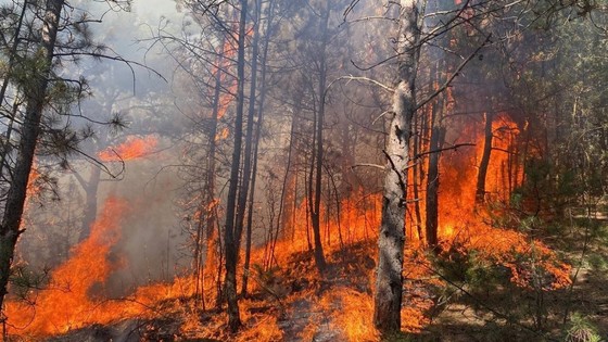 Karabük'teki orman yangını kısmen kontrol altına alındı