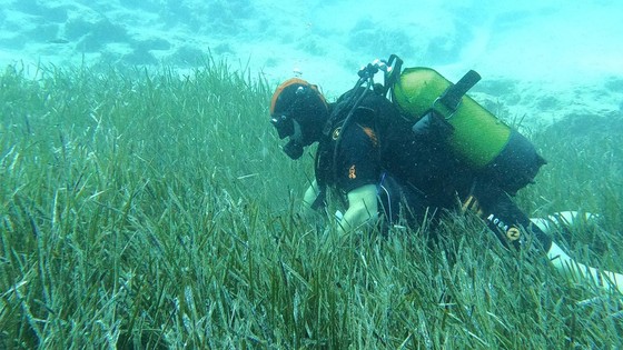 Mavi Nefes projesi ile deniz çayırları ve mercan habitatlarının korunması çalışmaları sürüyor