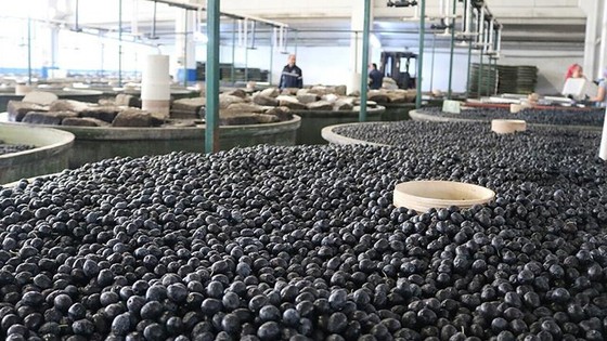 Marmarabirlik'ten ortaklarına 190 milyon lira ödeme! Tarih açıklandı