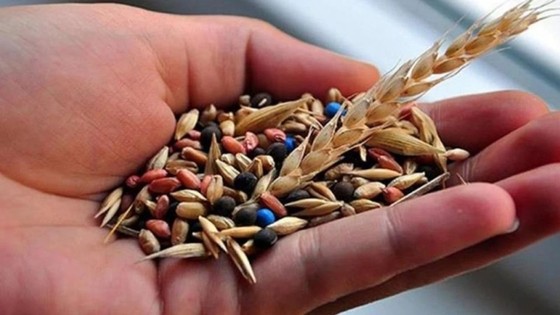 Tarım ve Orman Bakanlığı'ndan üreticiye tohum desteği