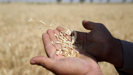 Gıdada düşüşün öncüsü tahıllar