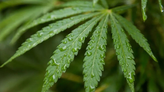 Prof. Dr. Nevzat Tarhan’dan ‘tıbbi kenevir' uyarısı: Bu tarihi hatadan dönülmeli