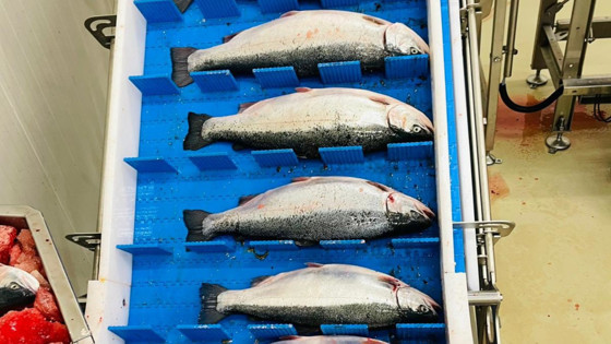 Seanop, marine Hamsi ve Lakerda ile pazara hazırlanıyor