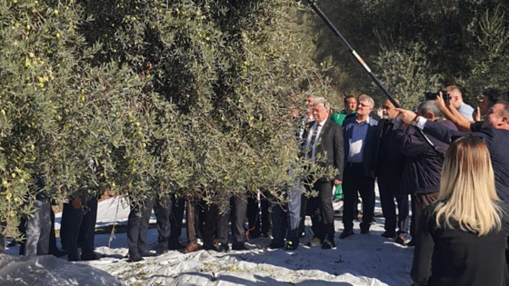 Milas’ta 11. Zeytin Hasat Şenliği coşkusu: 2.500 yıllık Euromos Antik Kenti’nde zeytin hasadı