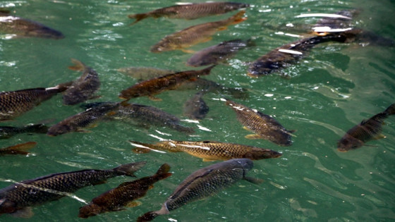 Avrupa’nın ilk su ürünleri OTB’si yatırımcıya hazır