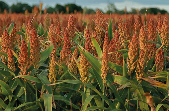 Üçler Tohum, silajı geliştirerek yem bitkilerini çeşitlendirdi - Resim : 1