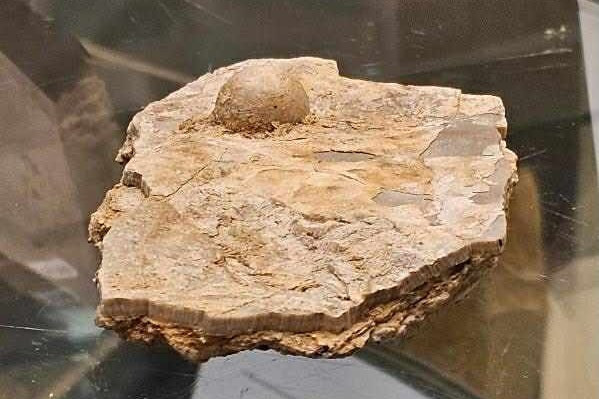 Avustralya'da tarihi keşif! 100 milyon yıllık fosil inci bulundu - Resim : 1