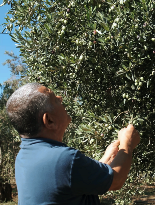 Edremit’in zeytinyağını 4 kıtada ödülle taçlandırdı - Resim : 1