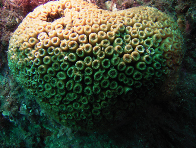 Marmara Denizi yoğun bakımda! Sesini duyan var mı? - Resim : 2