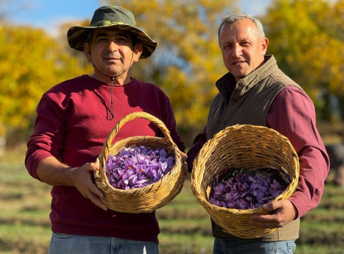 AB onaylı 'Kırmızı altın' hasadı sürüyor - Resim : 1