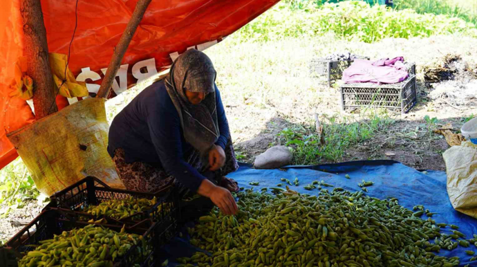 Osmaniye'de bamya hasadı başladı! 4400 ton üretiliyor, tarlada kilosu 80 TL - Resim : 1